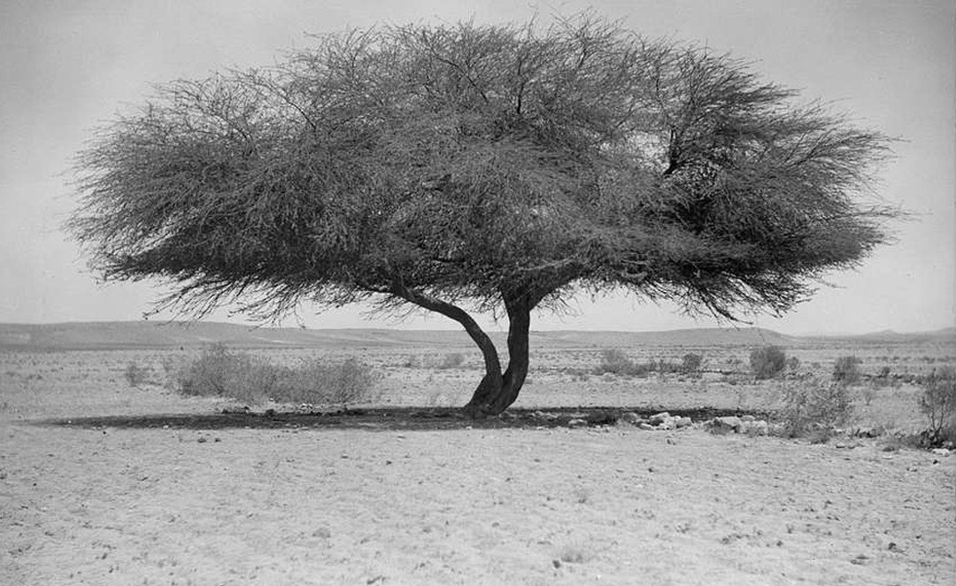 06- Fatimah Nader_ Mirage_ Digital _ Work (1)