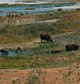 Water Buffalo Commons, CLIMAVORE x Jameel at RCA, 2023-ongoing. Water buffalo roam and wallow through abandoned coal mines in the postindustrial wetlands of Istanbul, creating channels in the mud for fish and microbial life to travel between different poo