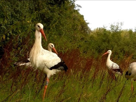White Stork Project, Durrell Wildlife Conservation Trust