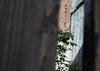 Hylton Street, walk 9 June 2021