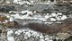 White arsenic crystals growing out of industrial ruins in the Tamar Valley