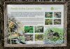 Fauna found in the Carnon Valley catchment ponds
