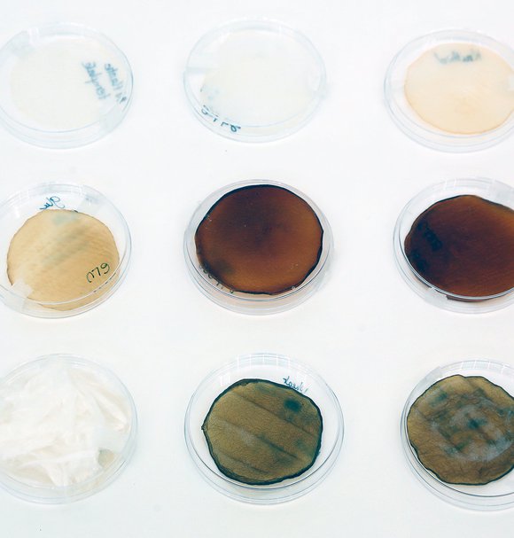 Wheat straw transformation with Acetobacter to produce bacterial cellulose, Miriam Ribul, 2019