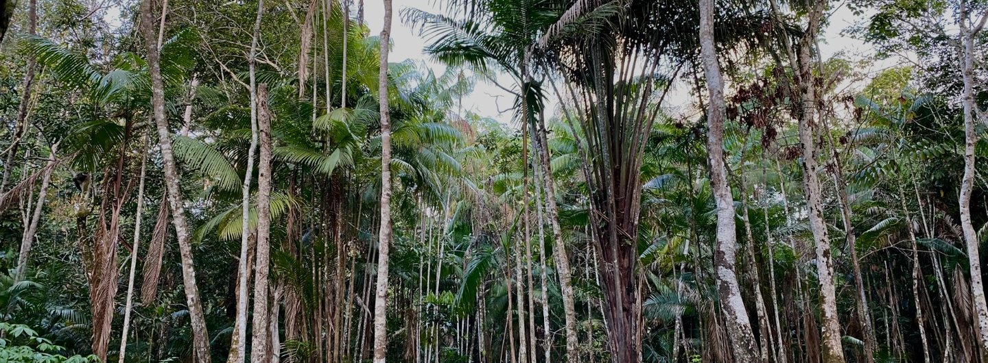 Forest near the the lower Tapajós River in Pará - a tributary of the Amazon