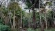 Forest near the the lower Tapajós River in Pará - a tributary of the Amazon
