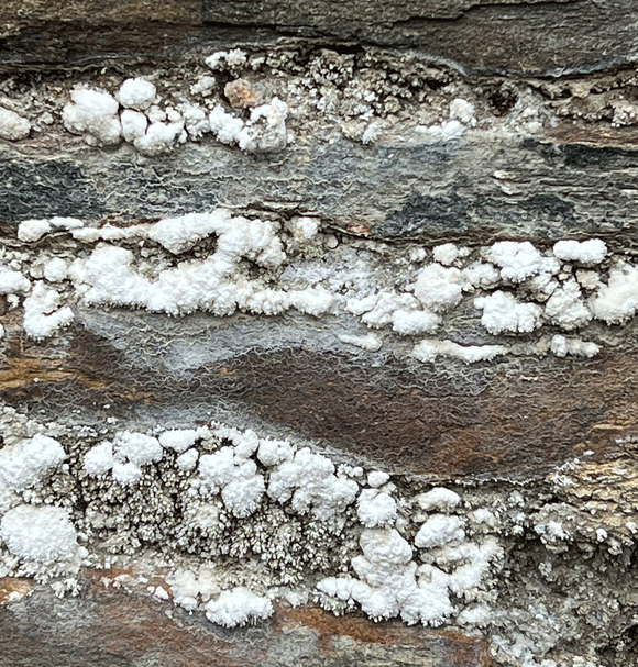 White arsenic crystals growing on the Labyrinth ruins, Great Consol Mine, Tamar Valley