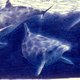 Dolphins, by Ian Andrew (1987)