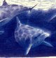 Dolphins, by Ian Andrew (1987)