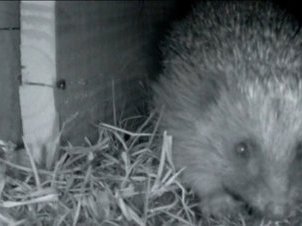 The Wildlife Trust, Hedgehog