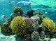 Reef Bells