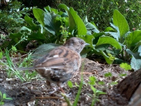 Suffolk Wildlife Trust, bird
